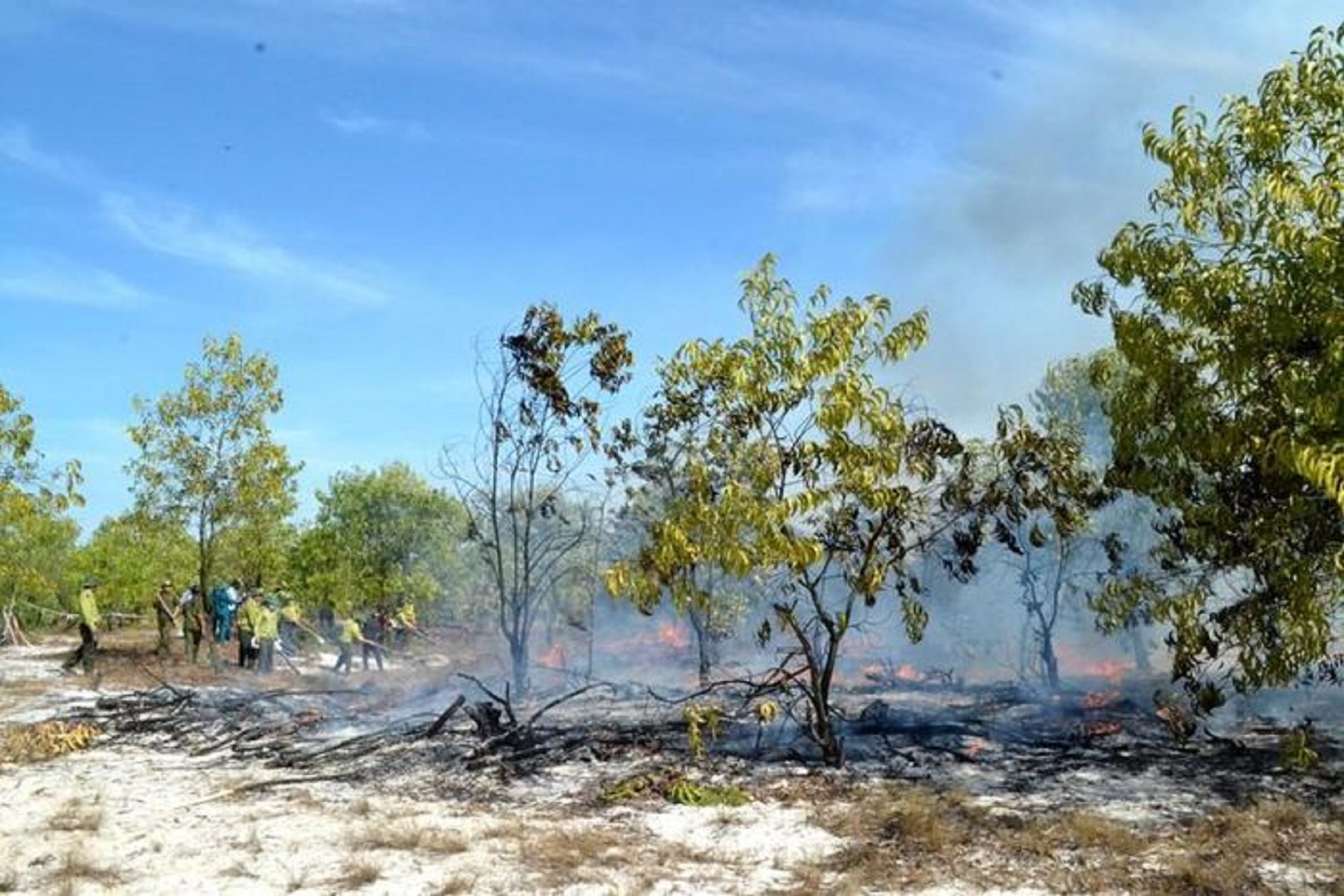 Quảng Nam sẽ xử lý nghiêm việc đốt rừng để diễn tập chữa cháy